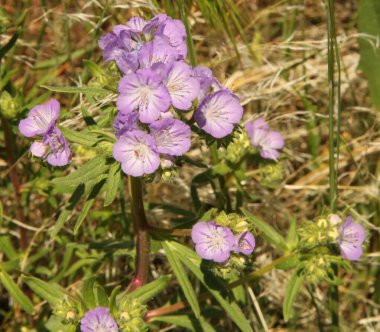 Tel yaprağı Phacelia (Phacelia linearis), Montana 'daki First Peoples Buffalo Atlama Parkı' nda mor kır çiçeği.