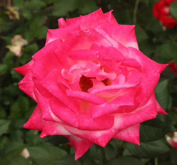 Γκρο Πλαν Του Ενιαίου Ροζ Τριαντάφυλλο Κήπο Rosa Έξω — Φωτογραφία Αρχείου