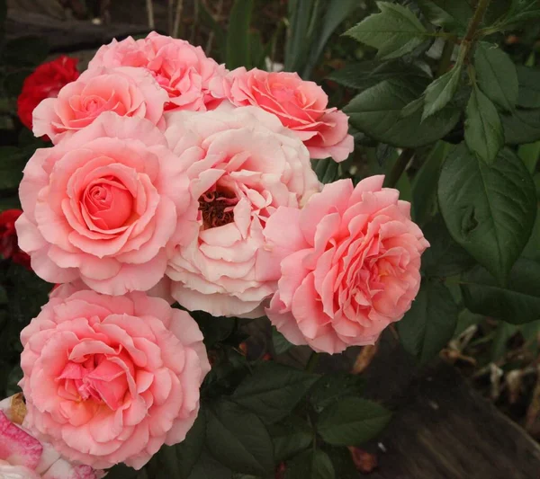 Cluster Van Roze Tuinrozen Rosa Buiten — Stockfoto