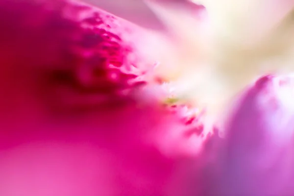 Hermoso Fondo Rosa Con Flor Borrosa — Foto de Stock