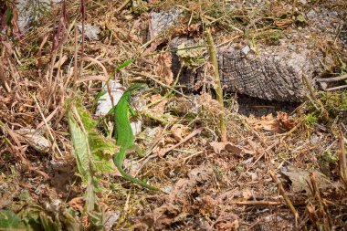 Avrupa yeşil kertenkelesi (Lacerta viridis) sabah güneşleniyor