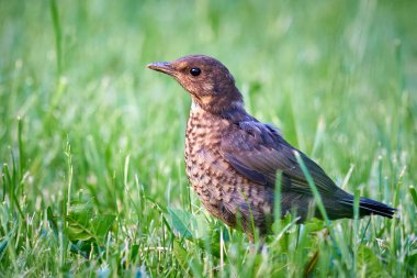Karatavuk civcivi çimlerin üzerinde filizleniyor (Turdus merula)