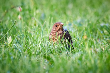 Karatavuk civcivi çimlerin üzerinde filizleniyor (Turdus merula)