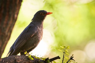 Ağaçta oturan karatavuk (Turdus merula)