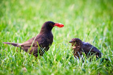 Çilekle beslenen karatavuk yavrusu (Turdus merula)