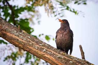 Ağaçta oturan karatavuk (Turdus merula)