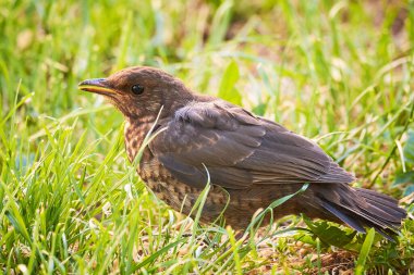 Karatavuk civcivi çimlerin üzerinde filizleniyor (Turdus merula)