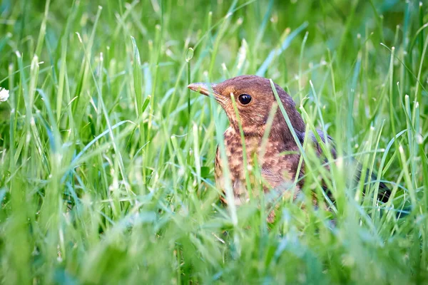 Common blackbird chick fledgling on grass (Turdus merula)