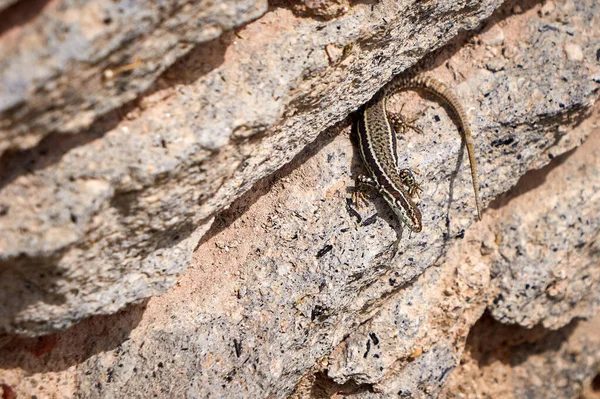 Különös Közönséges Fali Gyík Podarcis Muralis — Stock Fotó