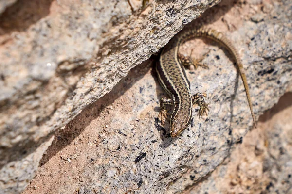 Vanlig Murödla Podarcis Muralis — Stockfoto