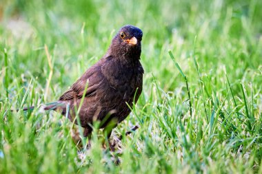 Karatavuk kuşu çimlere yakın çekim yapar (Turdus merula)