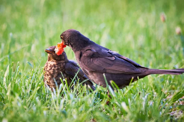 Common Blackbird Feeding Chick Strawberry Turdus Merula — Stock Photo, Image
