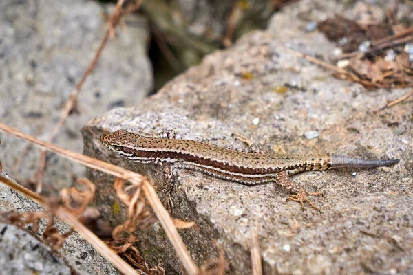 Közös Fali Gyík Podarcis Muralis Farok Regeneráció — Stock Fotó