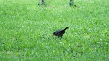 Karatavuk yiyen solucanlar (Turdus merula)