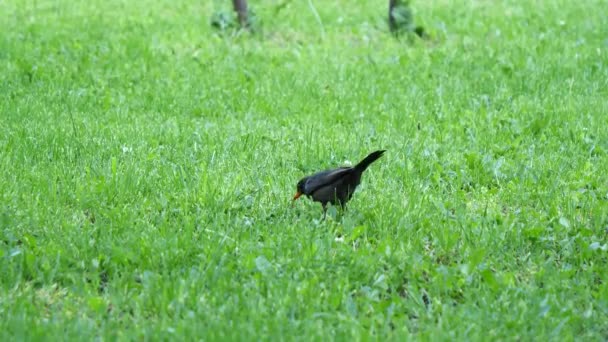 Pájaro Negro Común Comiendo Gusanos Turdus Merula — Vídeos de Stock