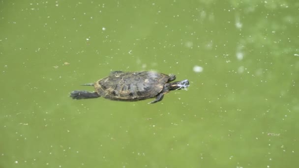 Tortue Luth Ventre Jaune Trachemys Scripta Scripta — Video