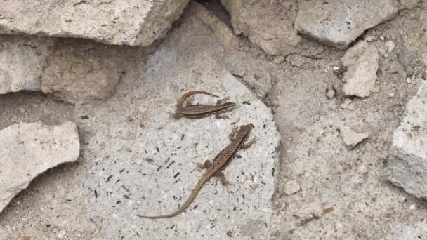 Ortak Duvar Kertenkelesi Güneşleniyor Podarcis Muralis — Stok video