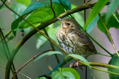 Bir dalda ardıç kuşu gençliği (Turdus philomelos)