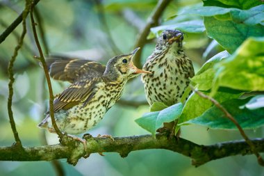 Song Thrush besleme gençliği (Turdus Philomelos )