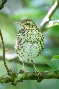 Song Ardıç kuşu (Turdus Philomelos )