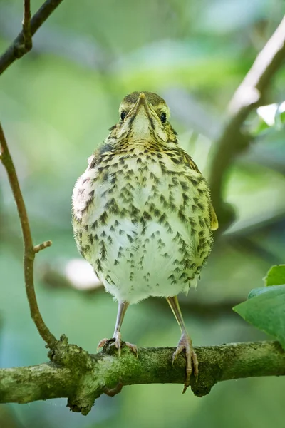 Canção Thrush Juvenil Turdus Philomelos — Fotografia de Stock