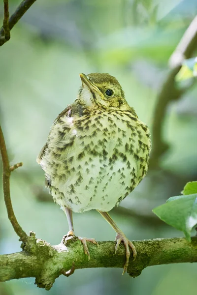 Canção Thrush Juvenil Turdus Philomelos — Fotografia de Stock