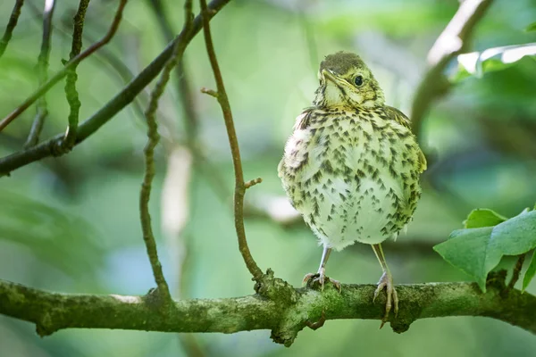 Canção Thrush Juvenil Turdus Philomelos — Fotografia de Stock