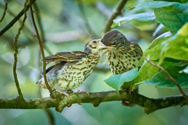 Song Thrush besleme gençliği (Turdus Philomelos ) 