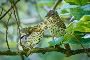 Song Thrush besleme gençliği (Turdus Philomelos ) 