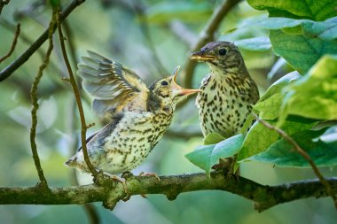 Song Thrush besleme gençliği (Turdus Philomelos ) 