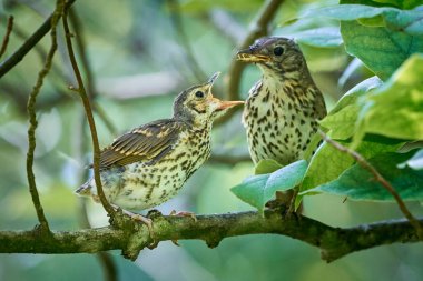 Song Thrush besleme gençliği (Turdus Philomelos ) 