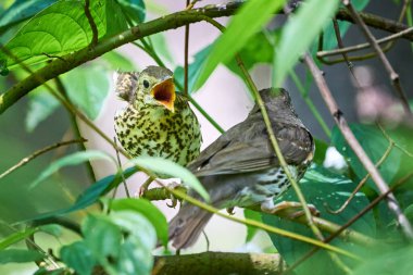 Song Thrush besleme gençliği (Turdus Philomelos )