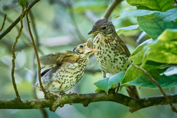 Canção Thrush Alimentação Juvenil Turdus Philomelos — Fotografia de Stock