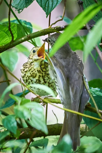 Canção Thrush Alimentação Juvenil Turdus Philomelos — Fotografia de Stock