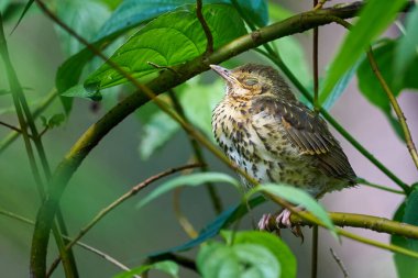Song Ardıç kuşu genç yaşta uyuyor (Turdus Philomelos )