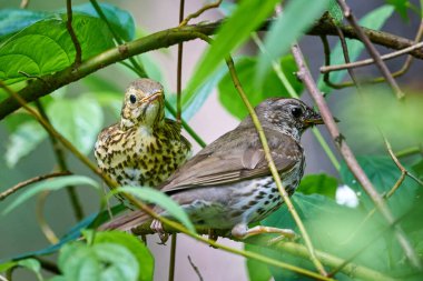 Song Thrush besleme gençliği (Turdus Philomelos )