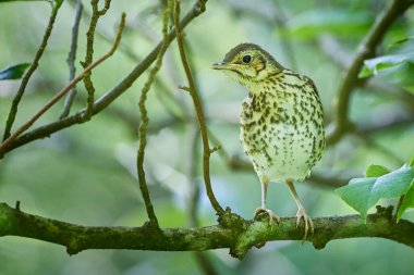 Song Ardıç kuşu (Turdus Philomelos )