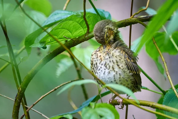 Canção Thrush Juvenil Turdus Philomelos — Fotografia de Stock