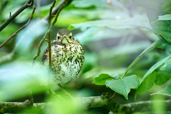 Canção Thrush Juvenil Turdus Philomelos — Fotografia de Stock