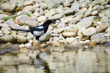 Nehir kenarında yiyecek arayan Avrasya Saksağanı (Pica Pica )