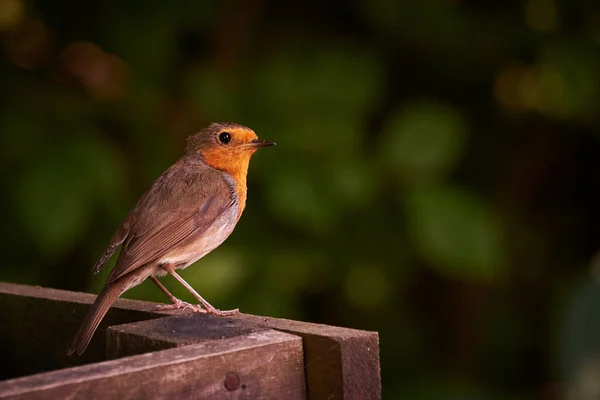 European Robin Close Erithacus Rubecula — Stock Photo, Image