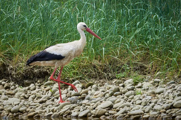 白鹤在河边觅食 西科尼亚西科尼亚 — 图库照片