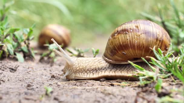 Yağmurdan Sonra Toprakta Sürünen Salyangoz — Stok video