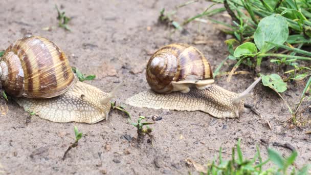 Two Snails Racing Helix Pomatia — Videoclip de stoc
