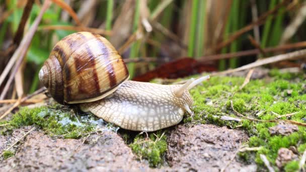 Caracol Arrastrándose Sobre Musgo Helix Pomatia — Vídeos de Stock