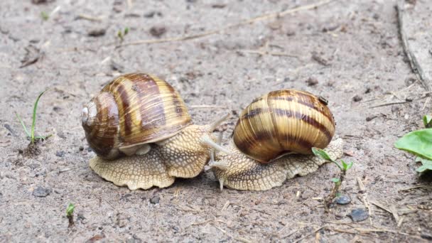 Riunione Delle Lumache Sul Suolo Dopo Pioggia Helix Pomatia — Video Stock