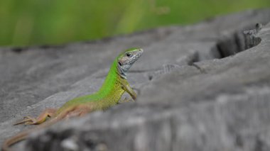 Bir ağaç gövdesinde Avrupa yeşil kertenkelesi (Lacerta viridis)