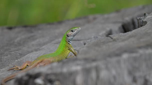 Ευρωπαϊκή Πράσινη Σαύρα Lacerta Viridis Κορμό Δέντρου — Αρχείο Βίντεο