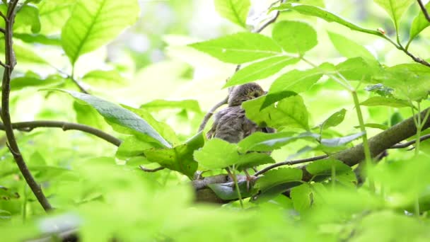 Lied Lijster Jeugdige Preening Turdus Philomelos — Stockvideo