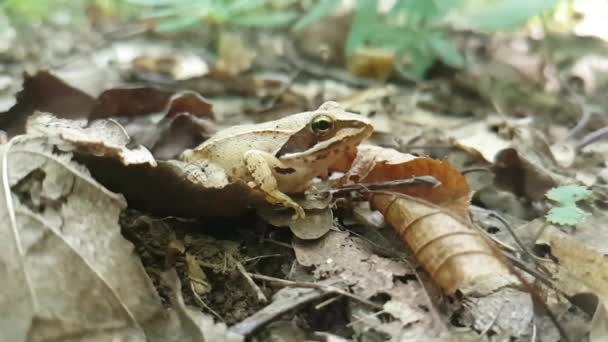 Europäischer Laubfrosch Sitzt Auf Dem Waldboden — Stockvideo